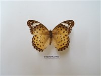 藏品(斐豹蛺蝶)的圖片